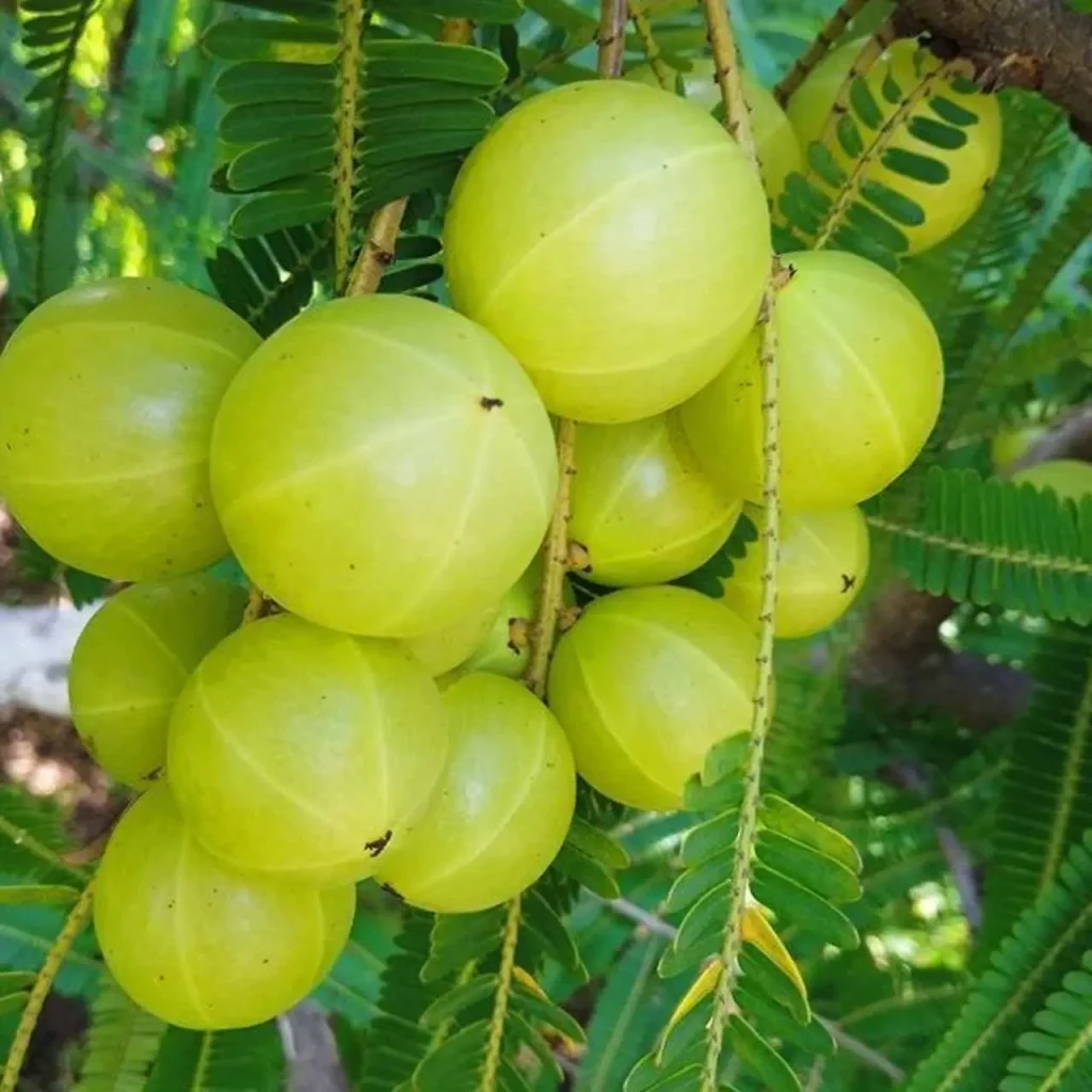 Amla Plants 1