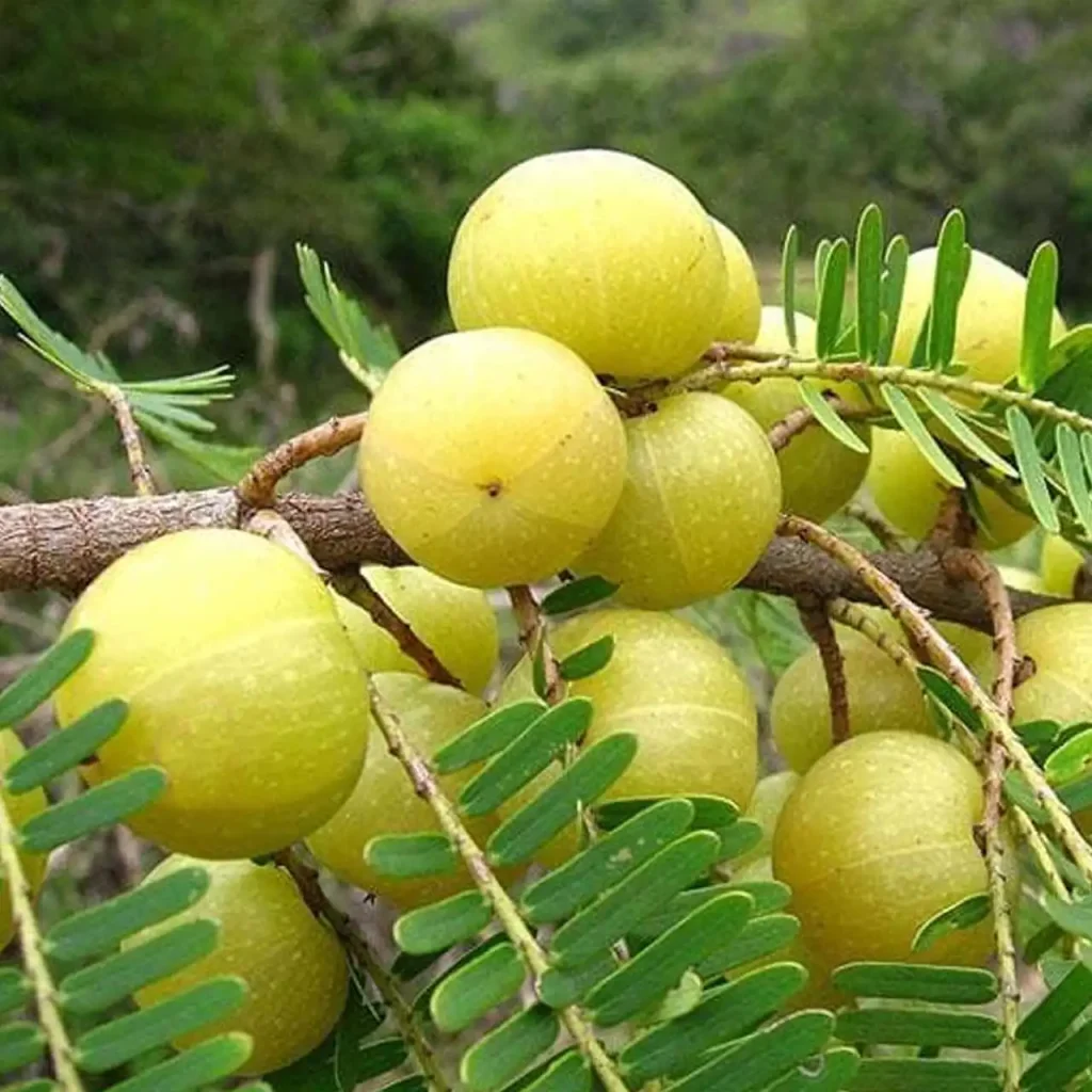 Amla Plants 2