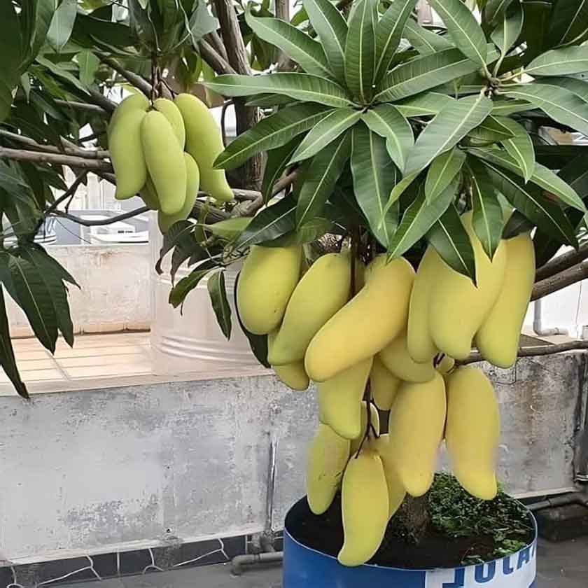 Banana mango b1