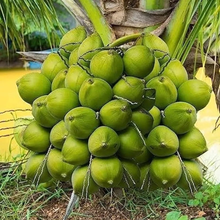 Coconut Plants 1