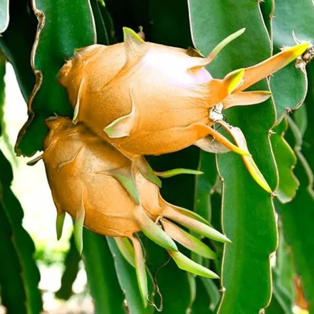 Dragon Fruit Plants 2