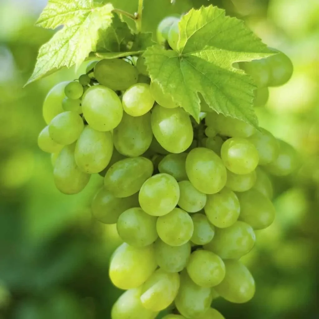 Grape Plants 1