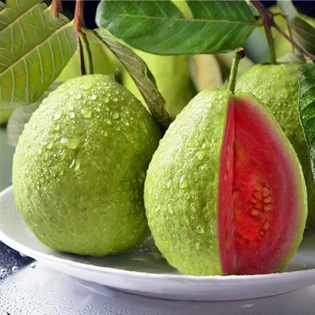 Guava Plant 2