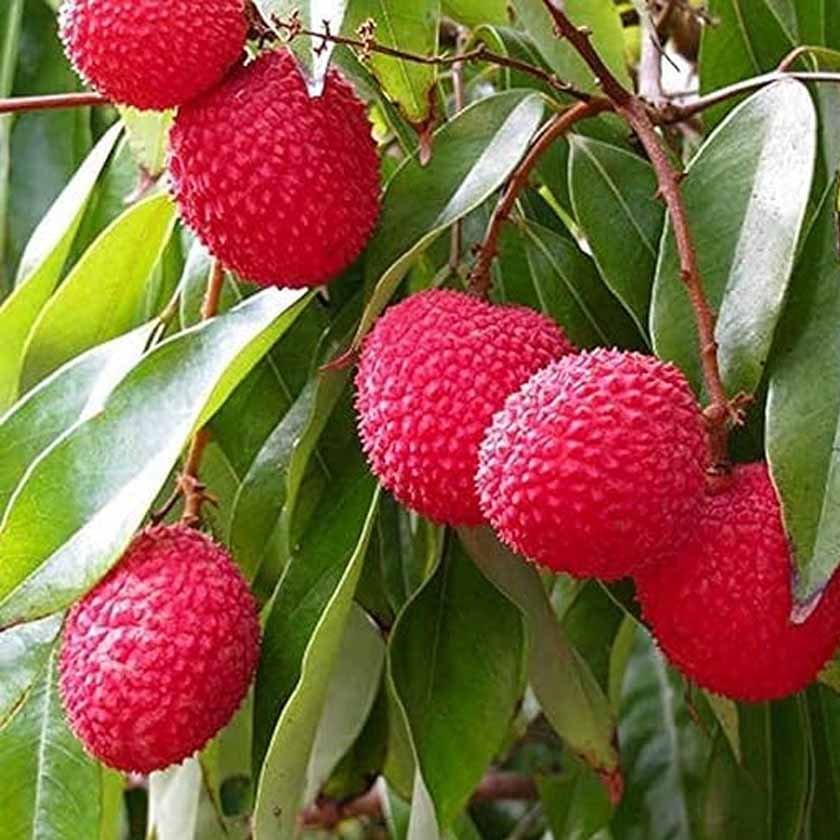 Hybrid Litchi 1