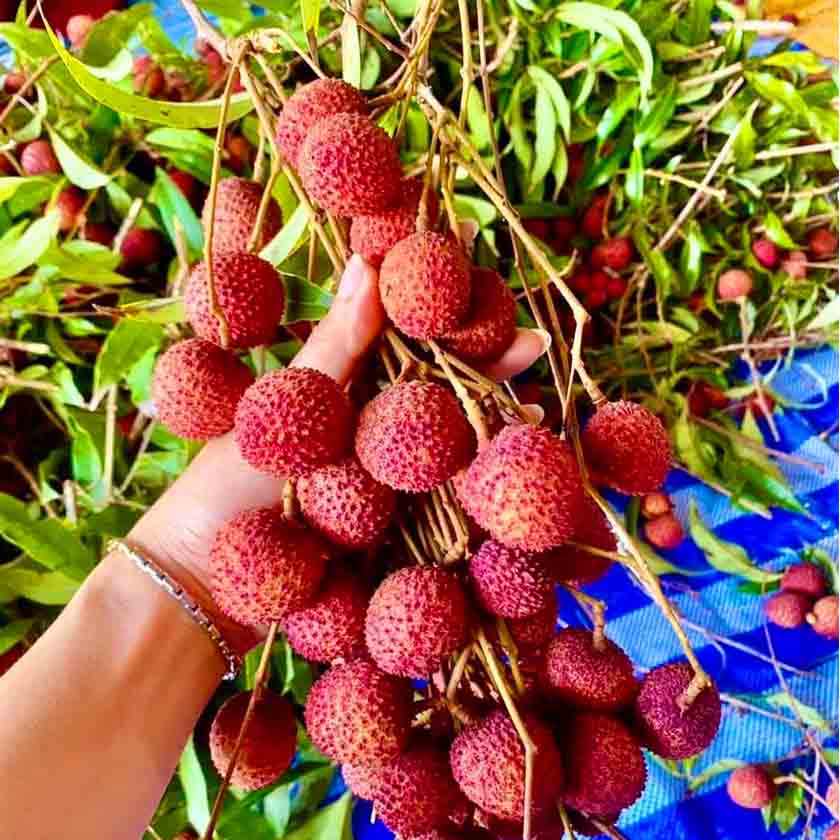 Hybrid Litchi 4