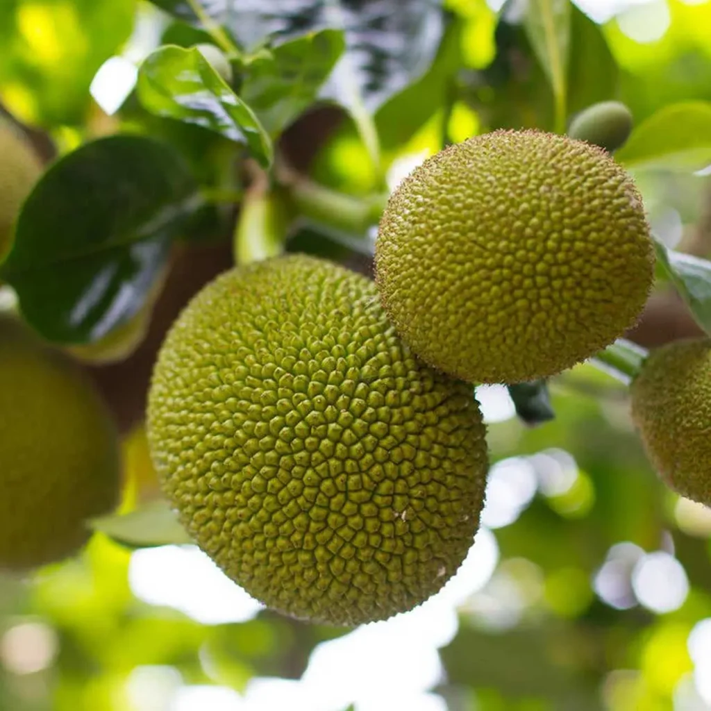 Jackfruti Plants 1