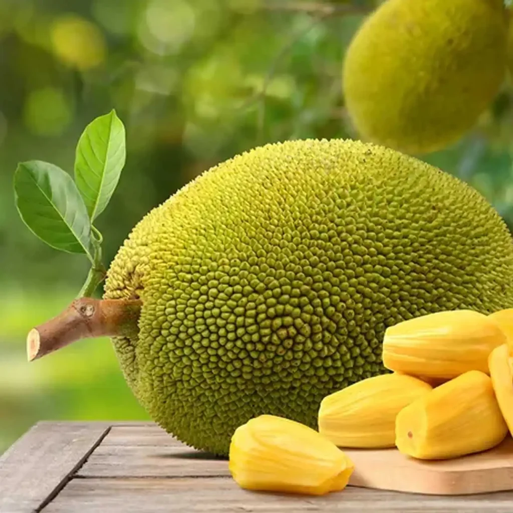 Jackfruti Plants 2
