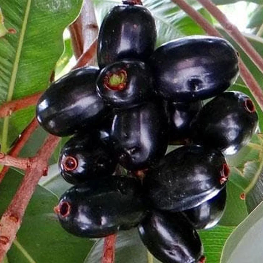 Jamun Plants 1