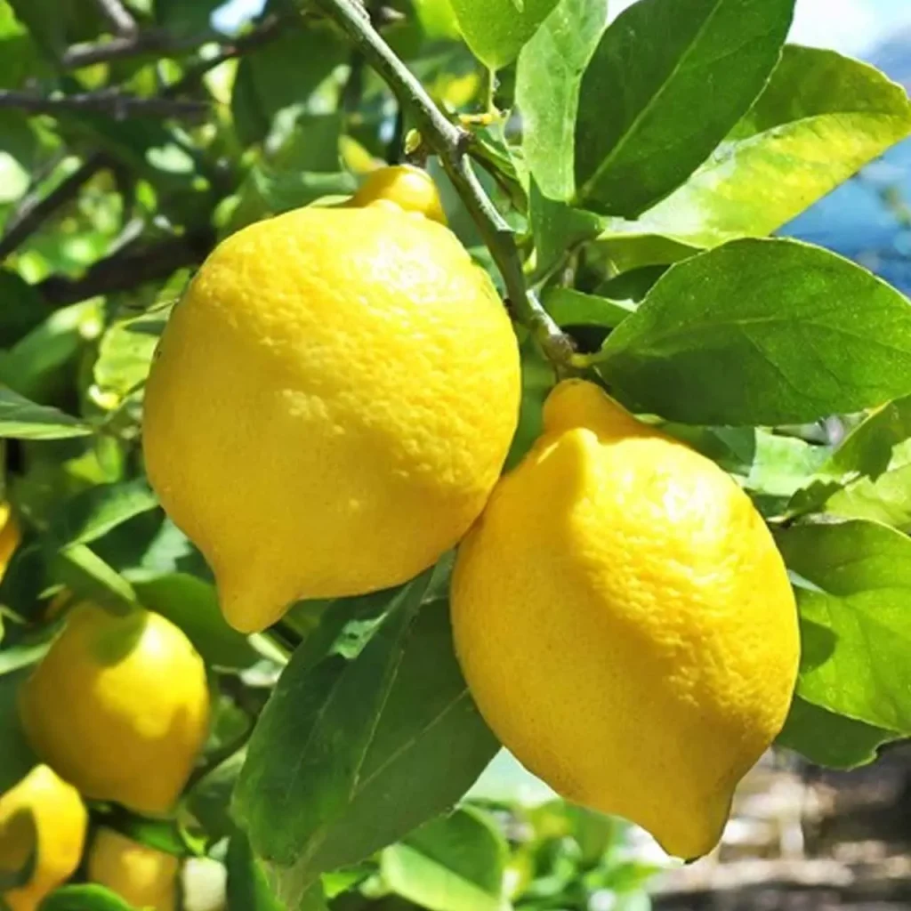 Lemon Plants 2