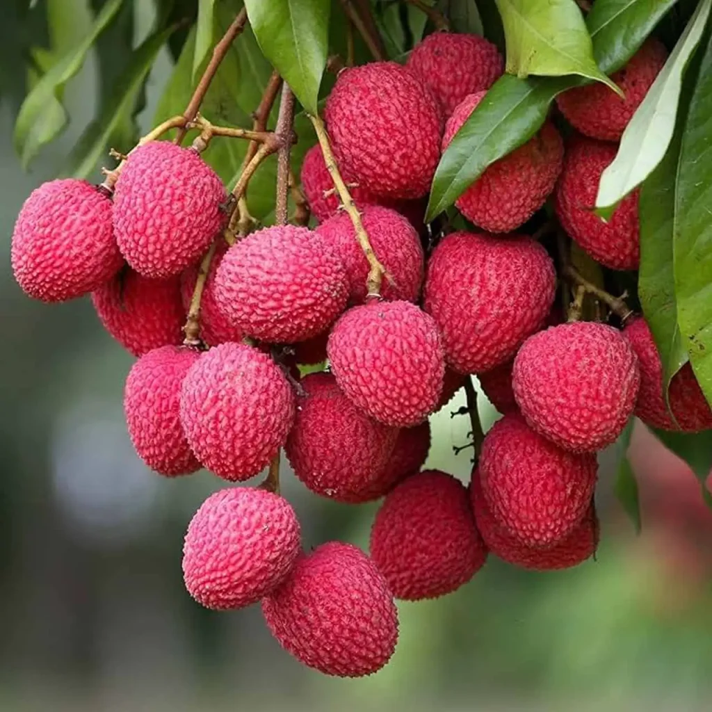 Litchi Plants 2
