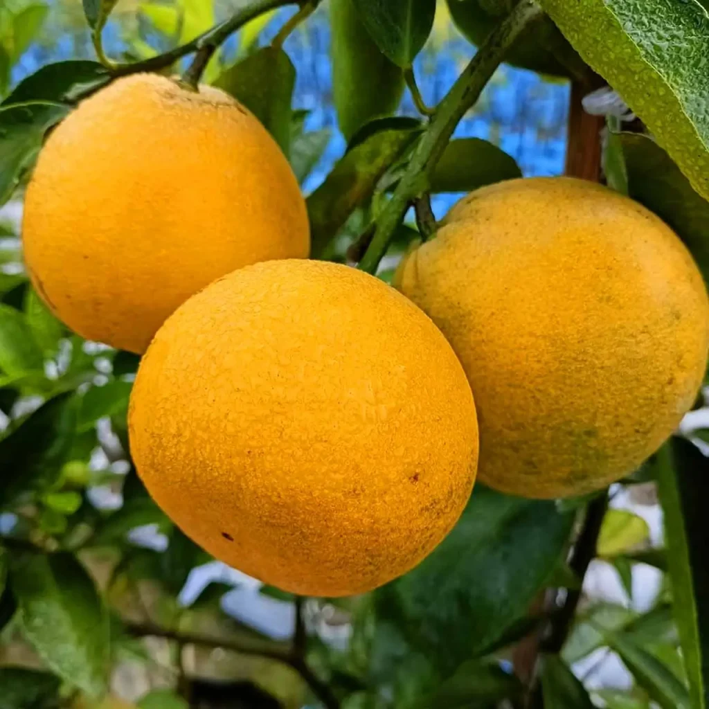 Mosambi & Malta Plants 2