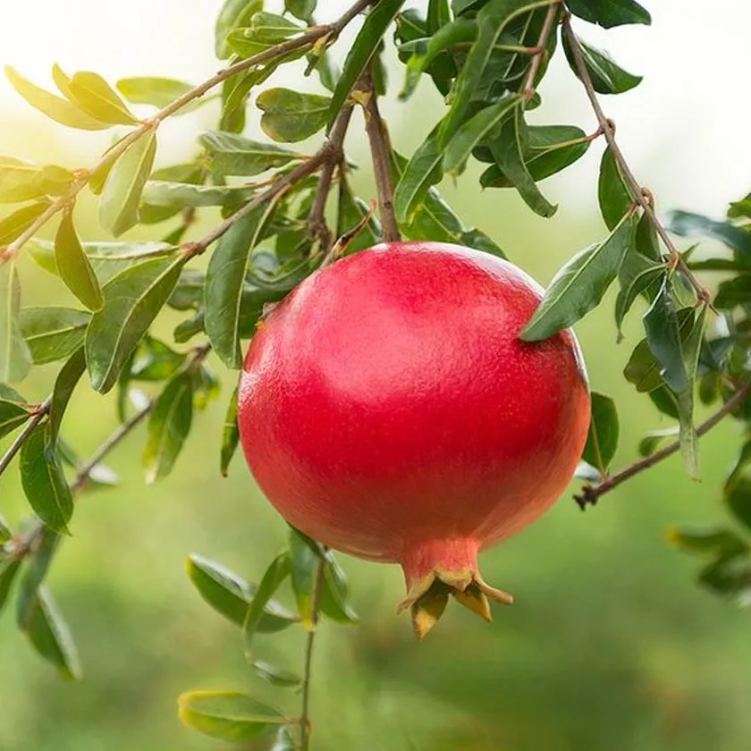 Pomegranate Plants 1