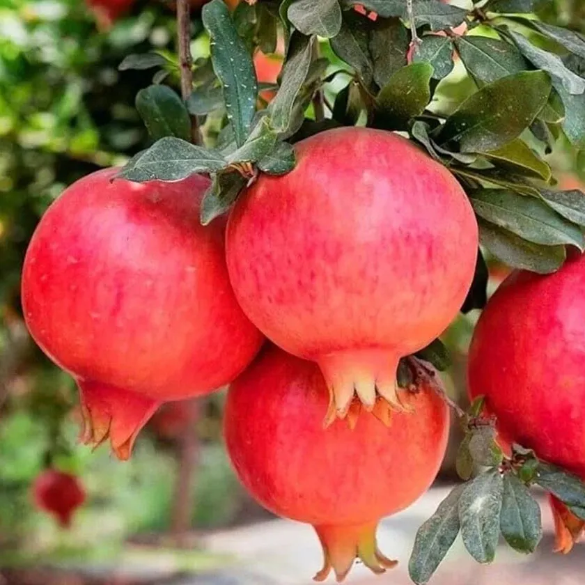 Pomegranate Plants 2