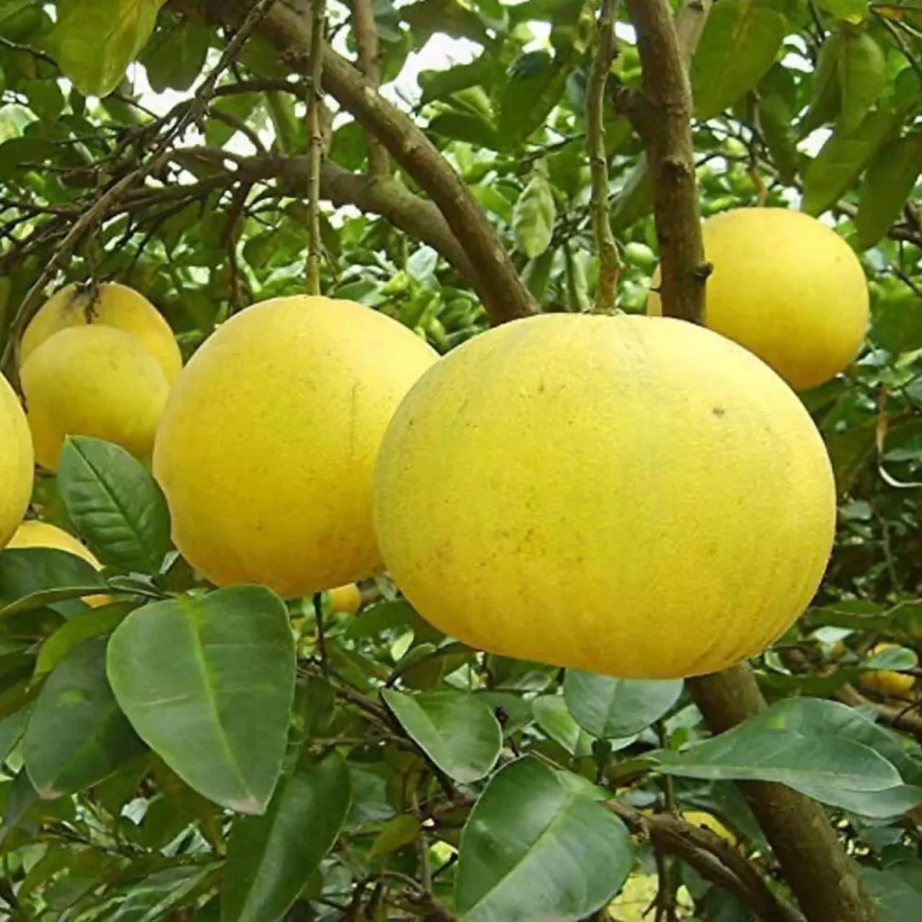 Sweet Batabi Lemon 1