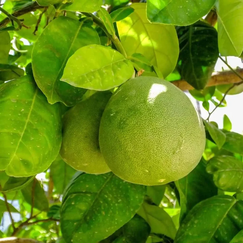 Sweet Batabi Lemon 2